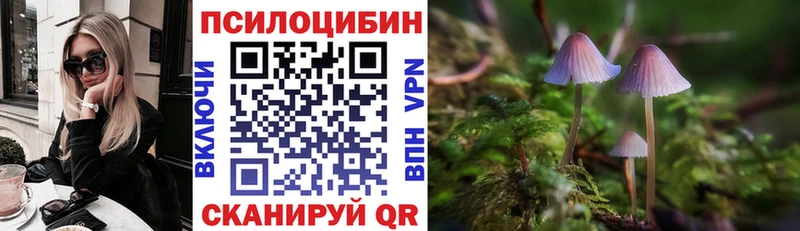 OMG tor  Курчатов  Псилоцибиновые грибы Cubensis 
